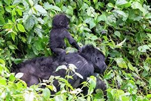 Gorilla: Afrique, Ouganda, Collines dAfrique centrale, La