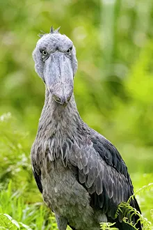 Ouganda: Afrique, Ouganda, Marais de Mabamba, Bec-en-sabot