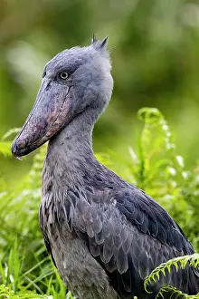 Ouganda: Afrique, Ouganda, Marais de Mabamba, Bec-en-sabot