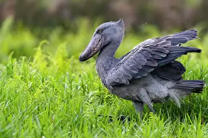 Ouganda: Afrique, Ouganda, Marais de Mabamba, Bec-en-sabot