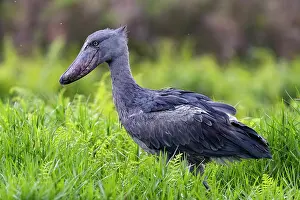 Ouganda: Afrique, Ouganda, Marais de Mabamba, Bec-en-sabot