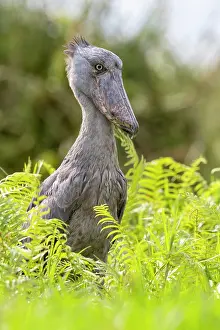 Ouganda: Afrique, Ouganda, Marais de Mabamba, Bec-en-sabot