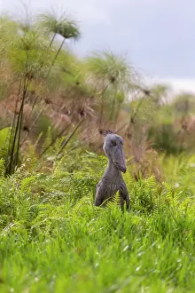 Ouganda: Afrique, Ouganda, Marais de Mabamba, Bec-en-sabot