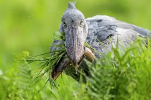 Ouganda: Afrique, Ouganda, Marais de Mabamba, Bec-en-sabot