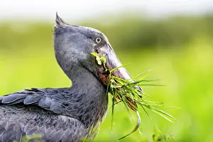 Afrique, Ouganda, Marais de Mabamba, Bec-en-sabot
