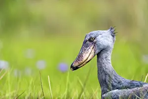 Ouganda: Afrique, Ouganda, Marais de Mabamba, Bec-en-sabot