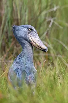 Ouganda: Afrique, Ouganda, Marais de Mabamba, Bec-en-sabot
