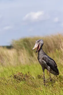 Ouganda: Afrique, Ouganda, Marais de Mabamba, Bec-en-sabot