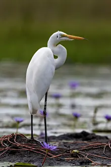Ardea: Afrique, Ouganda, Marais de Mabamba, Grande Aigrette