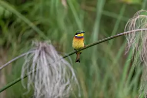 Eater: Afrique, Ouganda, Marais de Mabamba, Guepier collier