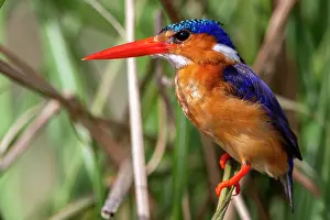 Kingfisher: Afrique, Ouganda, Marais de Mabamba, Martin-pecheur