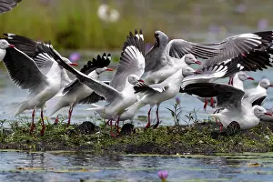 Laridae: Afrique, Ouganda, Marais de Mabamba, Mouette tete