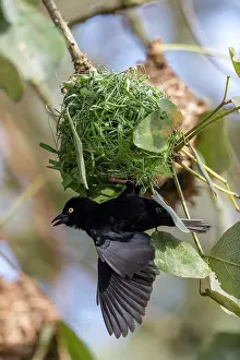 Ouganda: Afrique, Ouganda, Marais de Mabamba, Tisserin noir