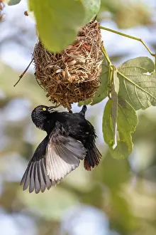 Ouganda: Afrique, Ouganda, Marais de Mabamba, Tisserin noir
