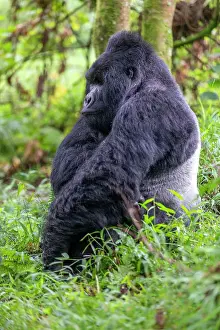 Silverback: Afrique, Ouganda, Mgahinga, Le parc national des