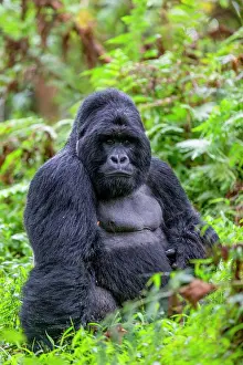 Silverback: Afrique, Ouganda, Mgahinga, Le parc national des