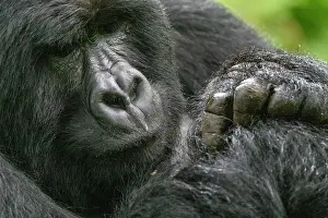 Augmentation: Afrique, Ouganda, Mgahinga, Le parc national des