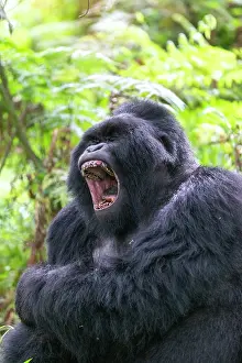 Silverback: Afrique, Ouganda, Mgahinga, Le parc national des