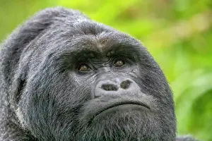 Gorilla: Afrique, Ouganda, Mgahinga, Le parc national des