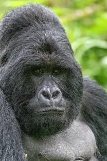Gorilla: Afrique, Ouganda, Mgahinga, Le parc national des