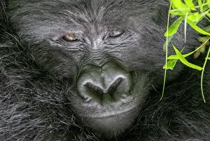 Gorilla: Afrique, Ouganda, Mgahinga, Le parc national des