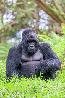 Silverback: Afrique, Ouganda, Mgahinga, Le parc national des