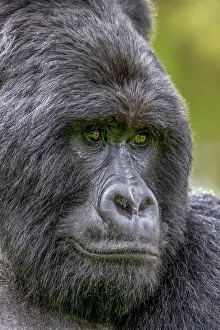 Gorilla: Afrique, Ouganda, Mgahinga, Le parc national des