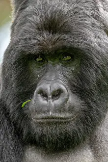 Gorilla: Afrique, Ouganda, Mgahinga, Le parc national des
