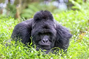 Silverback: Afrique, Ouganda, Mgahinga, Le parc national des