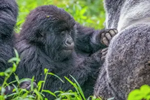 Silverback: Afrique, Ouganda, Mgahinga, Le parc national des