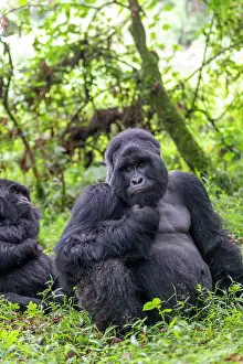 Silverback: Afrique, Ouganda, Mgahinga, Le parc national des