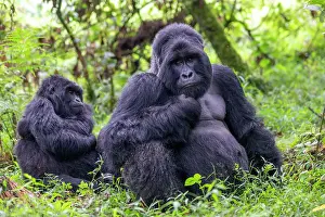 Silverback: Afrique, Ouganda, Mgahinga, Le parc national des