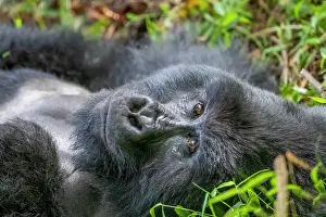 Silverback: Afrique, Ouganda, Mgahinga, Le parc national des
