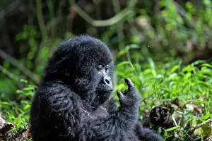 Gorilla: Afrique, Ouganda, Mgahinga, Le parc national des