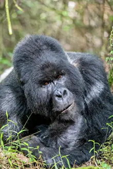 Silverback: Afrique, Ouganda, Mgahinga, Le parc national des