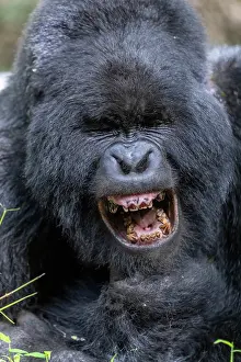 Silverback: Afrique, Ouganda, Mgahinga, Le parc national des