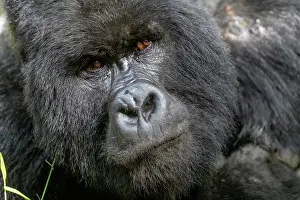 Silverback: Afrique, Ouganda, Mgahinga, Le parc national des