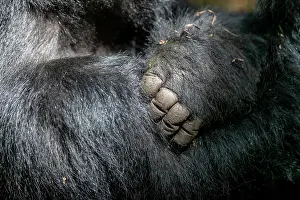 Silverback: Afrique, Ouganda, Mgahinga, Le parc national des