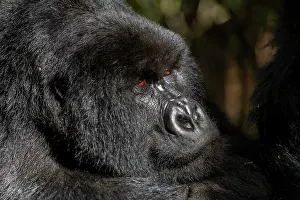 Silverback: Afrique, Ouganda, Mgahinga, Le parc national des