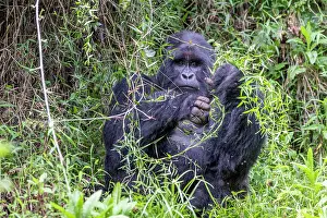 Silverback: Afrique, Ouganda, Mgahinga, Le parc national des