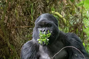 Silverback: Afrique, Ouganda, Mgahinga, Le parc national des