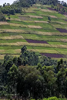 Cultures: Afrique, Ouganda, Mgahinga, Le parc national des