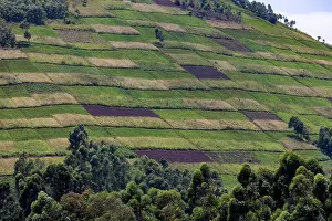 Cultures: Afrique, Ouganda, Mgahinga, Le parc national des