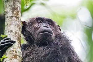Ouganda: Afrique, Ouganda, Parc national de Kibale, Chimpanze