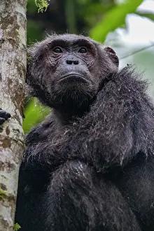 Ouganda: Afrique, Ouganda, Parc national de Kibale, Chimpanze
