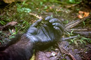 Dominant: Afrique, Ouganda, Parc national de Kibale, Chimpanze