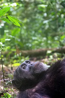 Dominant: Afrique, Ouganda, Parc national de Kibale, Chimpanze