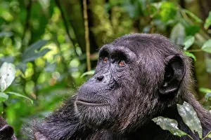 Ouganda: Afrique, Ouganda, Parc national de Kibale, Chimpanze