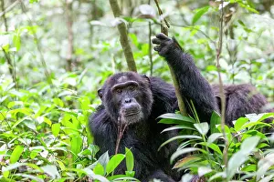 Ouganda: Afrique, Ouganda, Parc national de Kibale, Chimpanze
