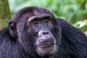 Ouganda: Afrique, Ouganda, Parc national de Kibale, Chimpanze